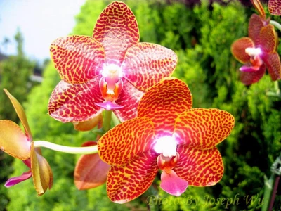 Орхідея (підліток зараз без квітів) TopDreams Phal 1223-1 Joy Auckland Beauty воскові квіти 6 см, має приємний, часто цитрусовий аромат, в розмірі 1.7 (мох)