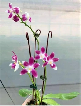 Орхідея (підліток зараз без квітів) TopDreams Phal 4455 / 6153-1 Speciosa дуже ароматний 1.7 (мох)