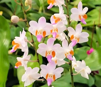 Орхідея (підліток зараз без квітів) TopDreams Phal 0917-3 Doritis pulcherrima var. buyssoniana в розмірі 1.7 (мох)