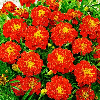 Насіння Чорнобривці 'Carmen' , Tagetes patula nana 10 шт/уп