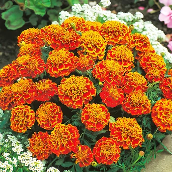 Семена Бархатцы "Honeycomb", Tagetes erecta 10 шт/уп