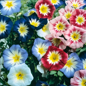Семена Конвольвулюс трёхцветный 'Mixed', Convolvulus tricolor 10 шт/уп