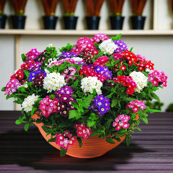 Семена Вербена "Color Mix", Verbena hybrida 10 шт/уп