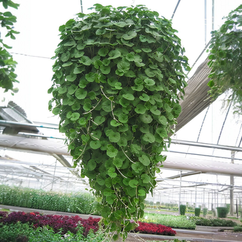 Насіння Діхондра мікранта, Dichondra micrantha 5 шт/уп
