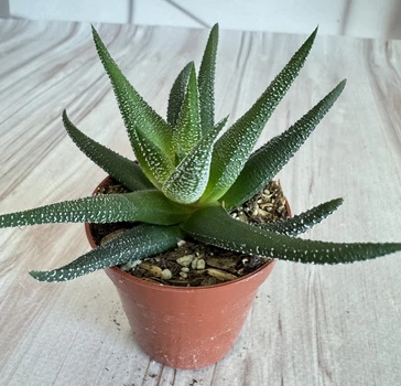 Хавортия глабрата Haworthia glabrata v. concolor D5.5 см Суккулент Комнатное растение