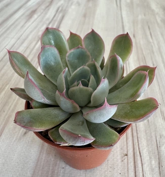 Ехеверія Echeveria pulidonis D5.5 см Сукулент Кімнатна рослина