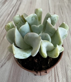 Ехеверія Echeveria topsy turvy D5.5 см Сукулент Кімнатна рослина