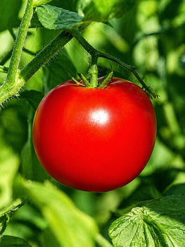 Томат "Андріївський сюрприз" ТМ "GL Seeds" 0,1г.