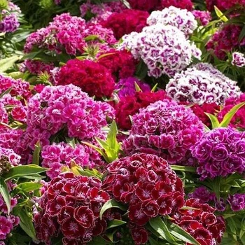 Саджанці гвоздики Східна Казка Рожева (живцева) - 2-річна