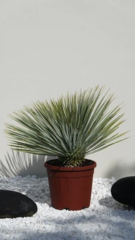 Экзотическая Юкка рострата (Yucca rostrata) «Spanish Premium» — высота 70-90 см, морозостойкость до -22 °C
