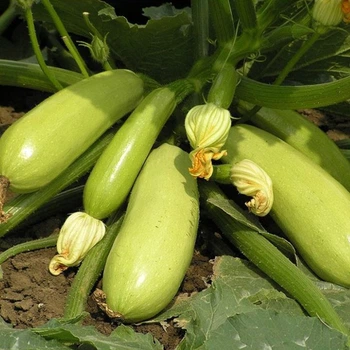 Кабачок Іскандер F1, 250 шт, Seminis