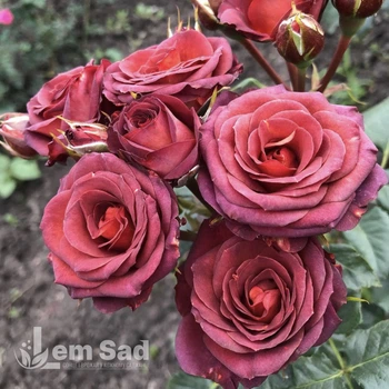 Роза спрей Браун Шугар LemSad (саженец класса АА+) высший сорт (50269)