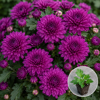 Хризантема касета Jasoda Purple 1 шт