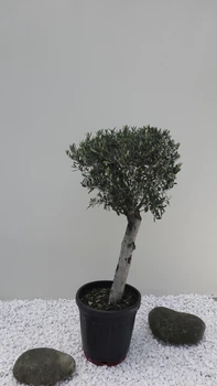Оливковое дерево европейское Арбекина «Spanish Premium» (Olea europaea Arbequina) — Возраст 30-35 лет
