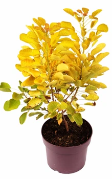 Скумпія Golden Spirit (20 горщик)