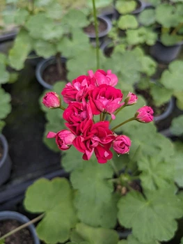 Розебудная пеларгония Ruby Rosebud, саженец в 100-граммовом стаканчике