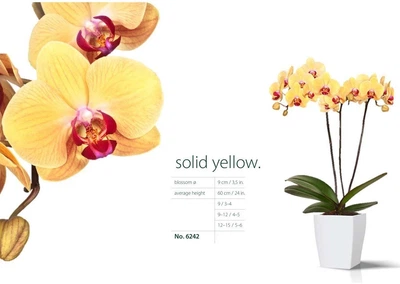 Орхідея (підліток зараз без квітів) TopDreams фаленопсис Phal Grandiflora Solid Yellow 1.7 (торфстакан)