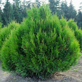 Саженцы складчатой туи Корник