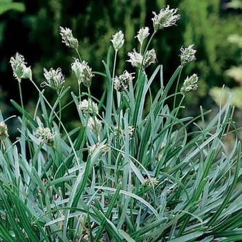 Сеслерия голубая (Sesleria сaerulea) Р9
