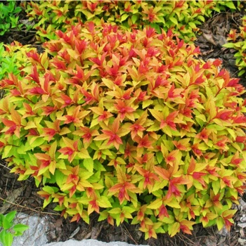 Спірея японська Голдфлейм (Spiraea japonica Goldflame) C3