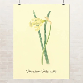 Постер Ботаническая иллюстрация, Narcissus Moschatus, растения, интерьерный постер, A2 60×45 см (id7156)