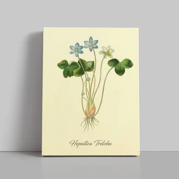 Интерьерная картина Ботаническая иллюстрация, Hepatica Triloba, растения, интерьерный постер, 40×30 см (id7154)