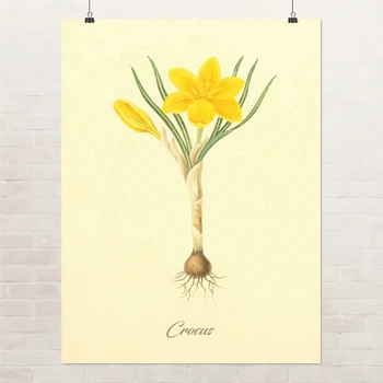 Постер Ботаническая иллюстрация, Crocus, растения, интерьерный постер, A3 40×30 см (id7153)