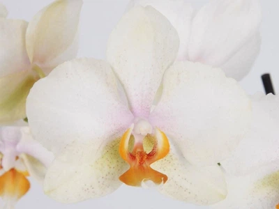 Орхідея (підліток зараз без квітів) TopDreams фаленопсис Phal Grandiflora 6265 Yellow Blush - New! квіти крупні 1.7