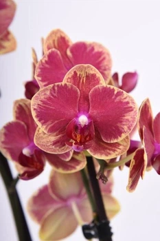 Орхідея (підліток зараз без квітів) TopDreams фаленопсис Phal Flaming Mirage Lips red/yellow rim, multiflora - New! Exclusive Edition 1.7