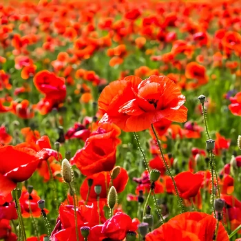 Семена Мак полевой красный, Papaver rhoeas 0.1 гр/уп