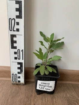 Шавлія Midnight Rose (Salvia nemerosa "Midnight Rose" )