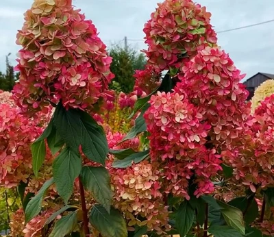 Гортензія волотиста Графіті. (Hydrangea paniculata Graffiti) С3