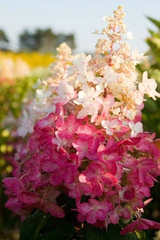 Гортензия метельчатая Pinky Winky (Hydrangea paniculata Pinky Winky) декоративный куст в горшке C1 2х летний