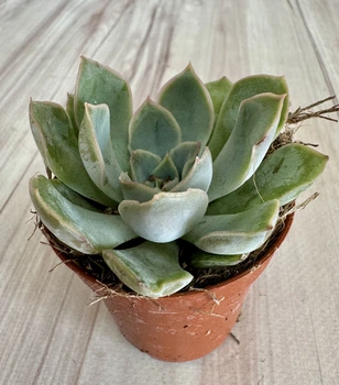 Ехеверія Echeveria sp. D5.5 см Сукулент Кімнатна рослина