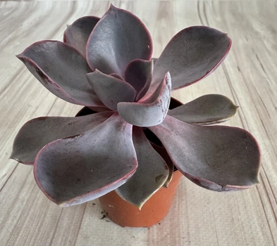 Ехеверія Echeveria Perle von nürnberg D5.5 см Сукулент Кімнатна рослина