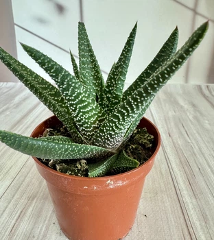 Гастералое роял хайнес Gasteraloe royal highness D8 см Суккулент Комнатное растение