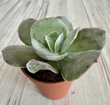 Котиледон Cotyledon orbiculata Red flame D5.5 см Суккулент Комнатное растение