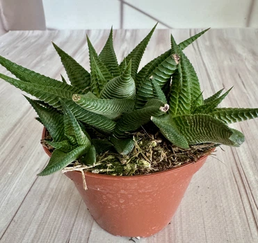 Хавортия лимифолия стриата Haworthia limifolia Striata D8 см Суккулент Комнатное растение