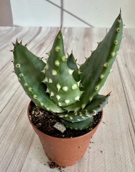 Алое Aloe Ferox D5.5 см Суккулент Комнатное растение