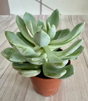 Ехеверия Echeveria scheideckeri D5.5 см Суккулент Комнатное растение