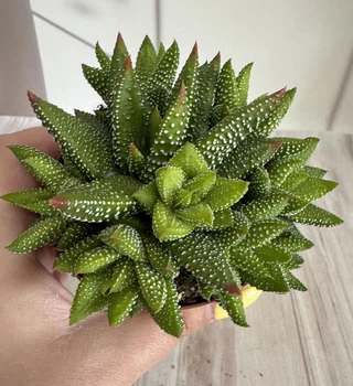 Хавортия Радула Haworthia attenuata var. radula D8 см Суккулент Комнатное растение