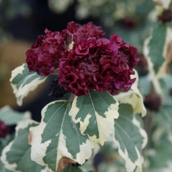 Гибискус древовидный "Purpureus Variegatus" садовые растения,цветы,саженцы