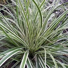 Carex "Everest" декоративные садовые растения,травы,многолетники, саженцы в горшках