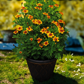 Семена Бархатцы карликовые 'Naughty Marietta', Tagetes patula nana 10 шт/уп