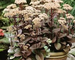 Саджанець Очитка видного «Матрона» (Sedum spectabile 'Matrona'), багаторічник