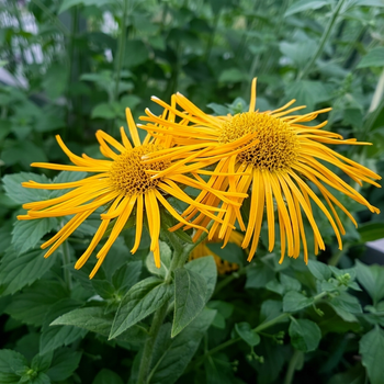 Насіння Оман східний 'Grandiflora', Inula orientalis 5 шт/уп