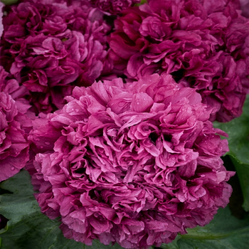 Семена Мак декоративный 'Paeony Purple Passion', Papaver somniferum 10 шт/уп