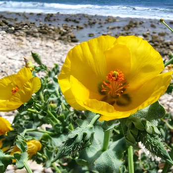 Насіння Глауціум жовтий, Glaucium flavum 10 шт/уп