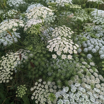 Семена Амми большая, Ammi majus 10 шт/уп