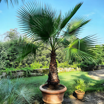 Насіння Вашингтонія нитконосна, Washingtonia filifera 5 шт/уп